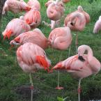 Flamingo
 / Фламинго
